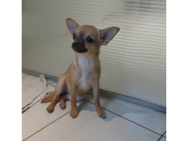 Photo Chihuahuas à poils courts image 3/6