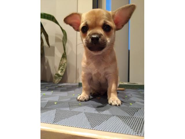 Photo Chihuahuas à vendre image 3/5
