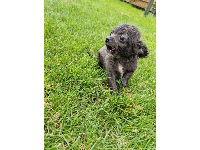 Photo Chihuahuas chiots image 3/6