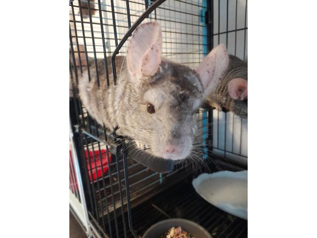 Photo Chinchillas image 3/5