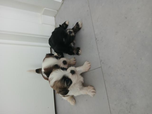 Photo Chiot à reserver malschi image 3/3