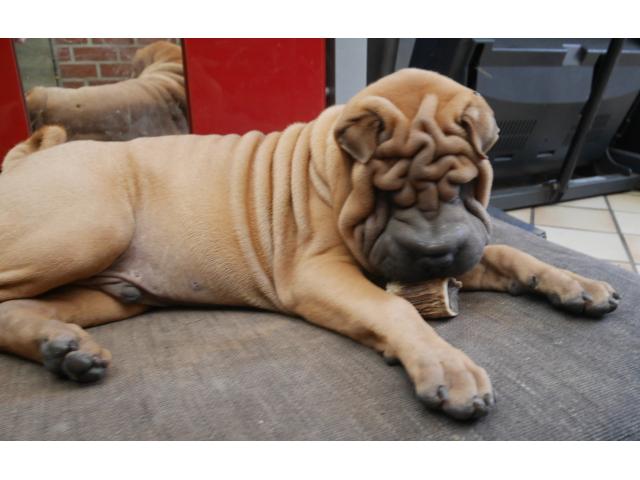 Photo chiot a vendre image 3/4