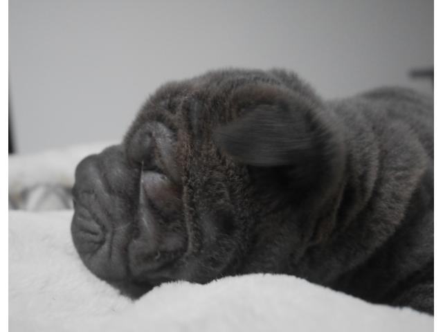 Photo chiot a vendre image 3/5