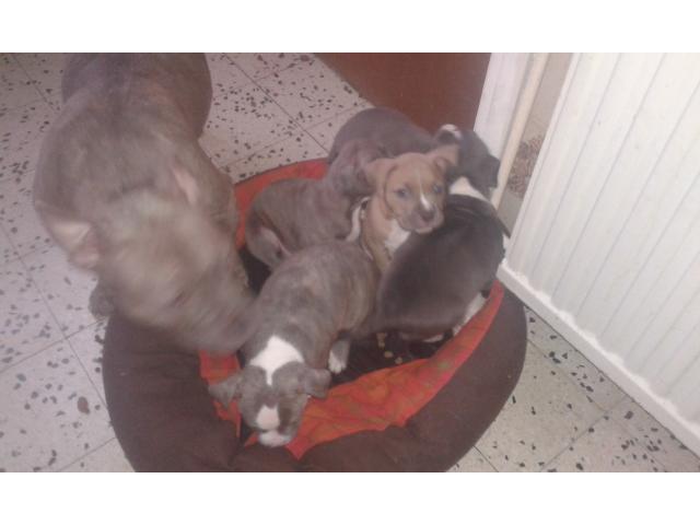 Photo chiot a vendre american bully poket image 3/4