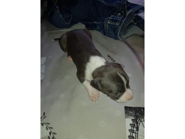 Photo chiot american staffordshire terrier image 3/3