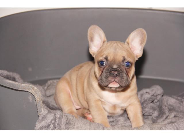Photo Chiot BOULDOGUE FRANCAIS EXOTIQUE image 3/5