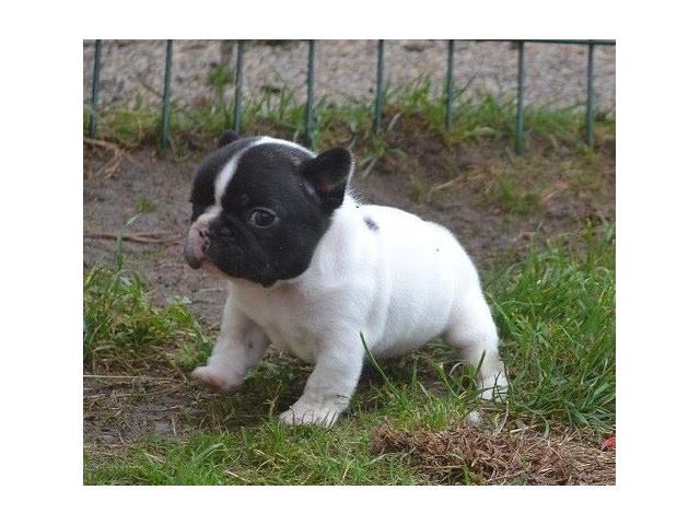 Photo Chiot bouledogue français image 3/5
