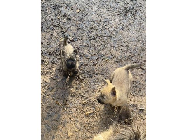 Photo Chiot Cairn Terrier image 3/6