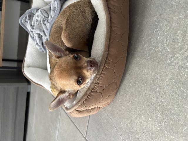 Photo Chiot chihuahua image 3/3