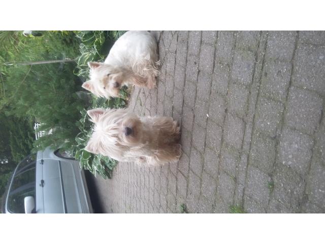 Photo Chiot femelle westie image 3/4