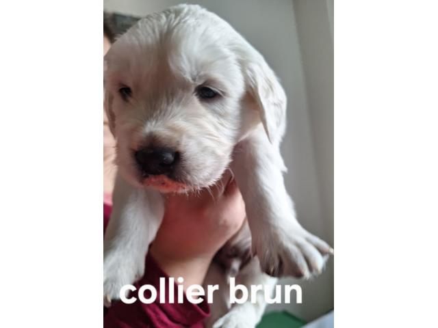 Photo Chiot golden retriever image 3/4