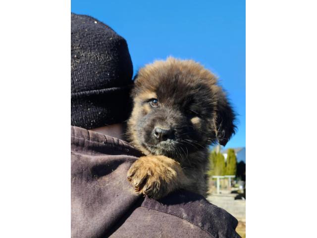 Photo CHIOT LEONBERG image 3/6