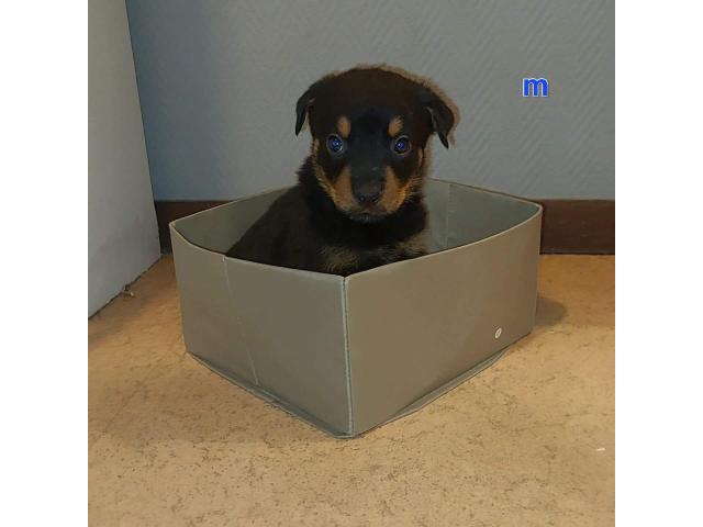 Photo Chiot  Rottweiler image 3/3