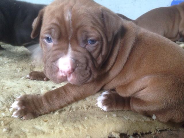 Photo Chiots american stafford shire rednose image 3/5