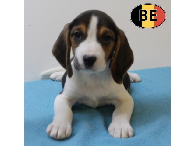 Photo Chiots Beagle à vendre, également bleus image 3/5