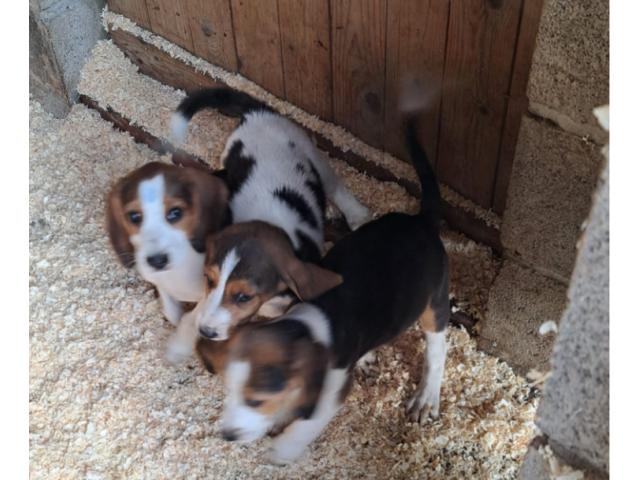 Photo chiots beagle disponible image 3/4