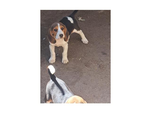 Photo chiots beagle disponible image 3/4