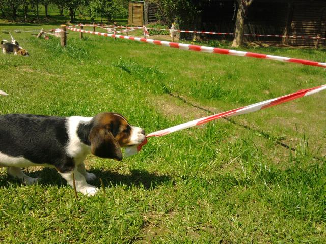 Photo chiots beagle pure race élevés en famille image 3/6