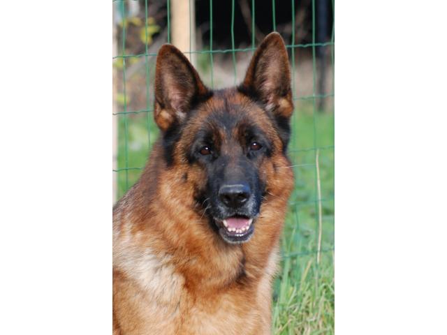 Photo Chiots berger allemand image 3/6