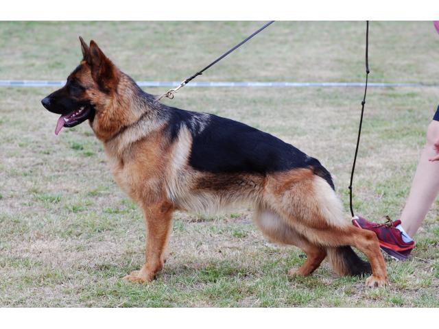Photo Chiots berger allemand image 3/6