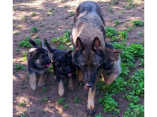 Photo Chiots berger allemand image 3/4