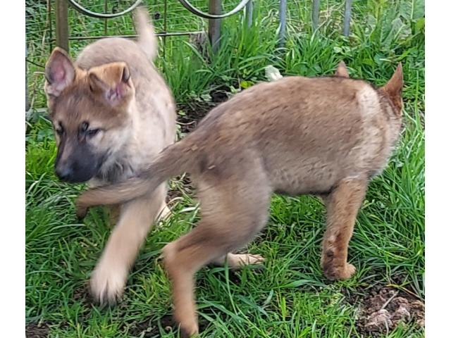 Photo Chiots berger allemand femelles gris loup image 3/4