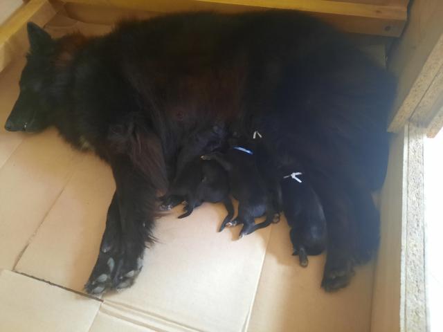 Photo Chiots berger belge groenendael image 3/6