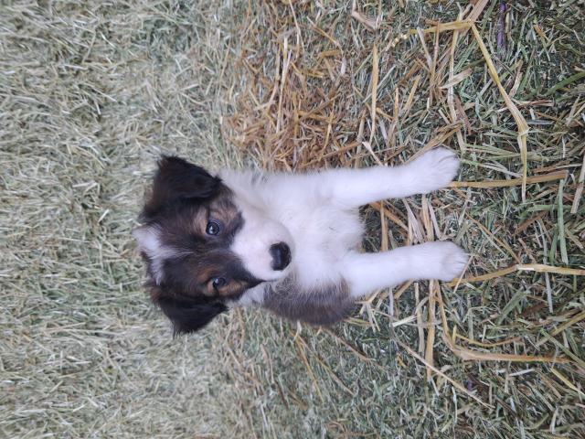 Photo Chiots Border Collie à vendre image 3/6