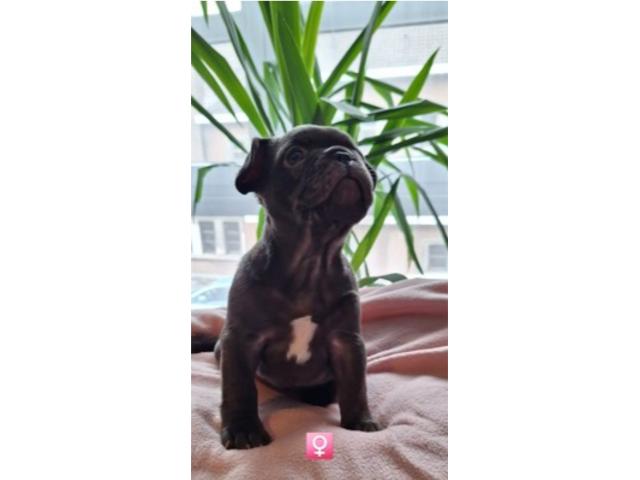 Photo Chiots bouldogue francais exotiques image 3/4