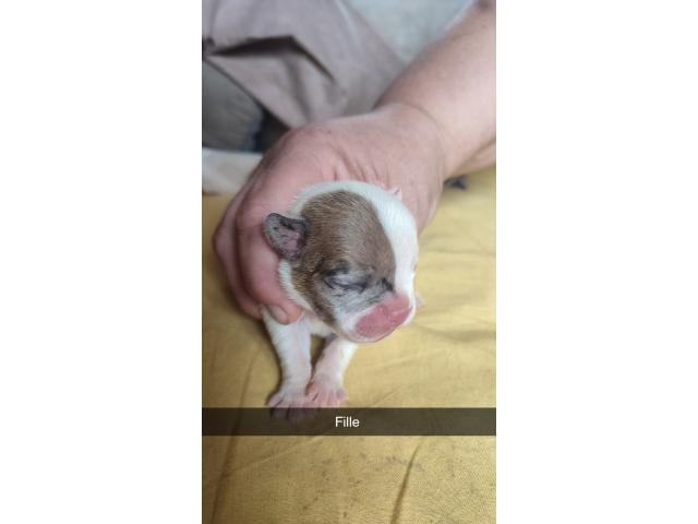 Photo Chiots bouledogue français image 3/6