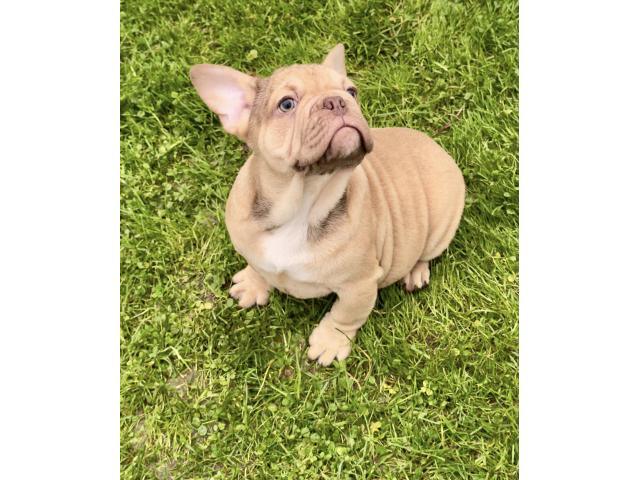 Photo Chiots Bouledogue Français image 3/6