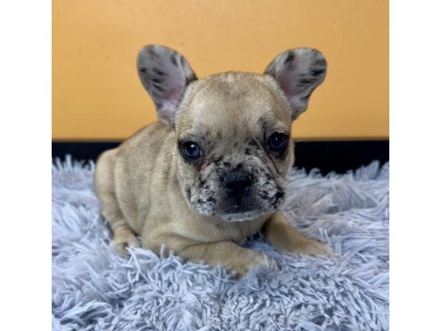 Photo Chiots Bouledogue Français image 3/4