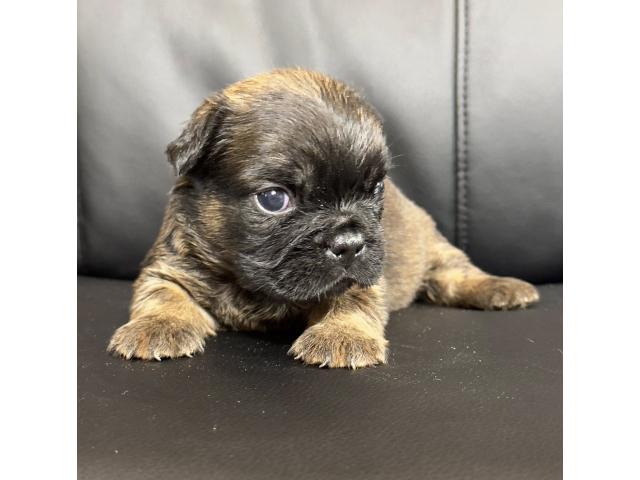 Photo Chiots Bouledogue Français fluffy disponible image 3/4