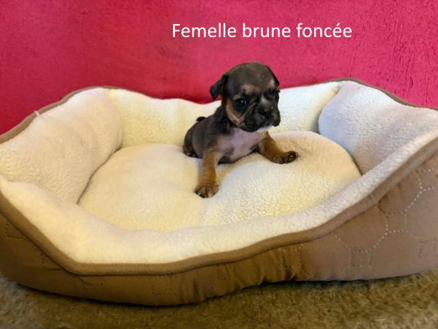 Photo Chiots bouledogues français image 3/6