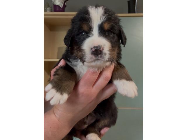 Photo Chiots bouvier bernois image 3/3