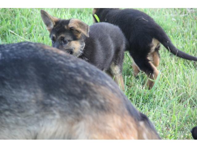 Photo chiots breger allemand image 3/6