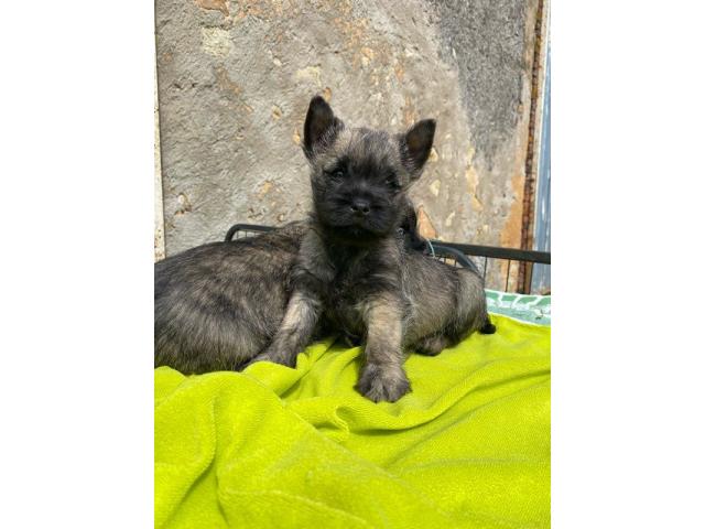 Photo Chiots cairn terrier image 3/3