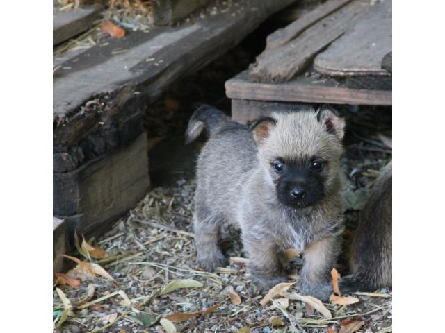 Photo Chiots Cairn Terrier image 3/3