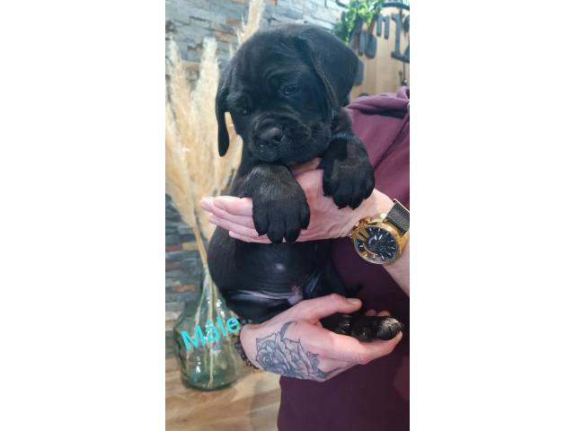 Photo Chiots Cane Corso image 3/6