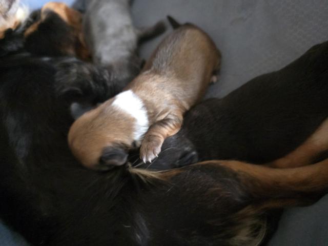 Photo Chiots chihuahua image 3/6