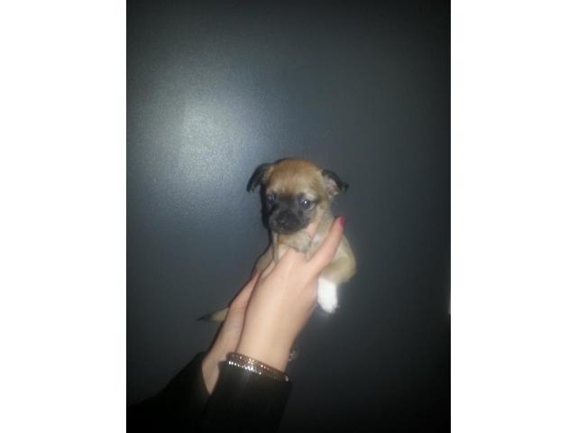 Photo chiots chihuahua image 3/4