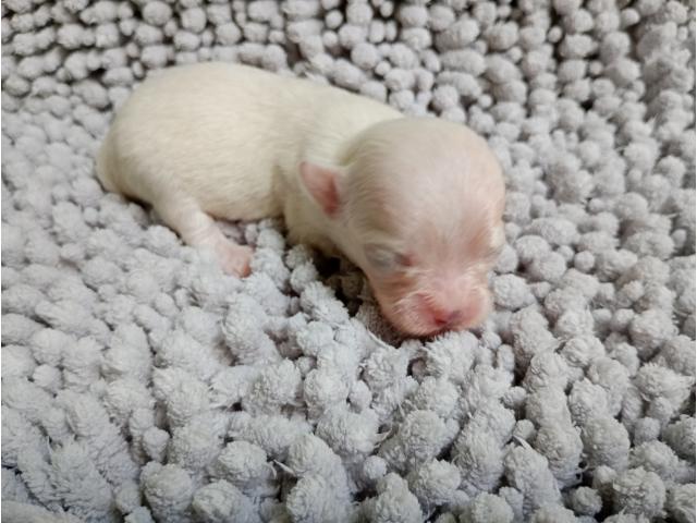 Photo Chiots chihuahua poils longs image 3/6