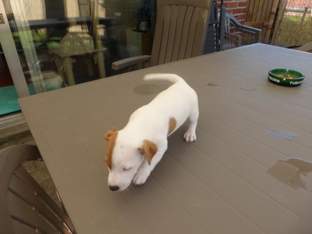 Photo chiots jack russell image 3/4