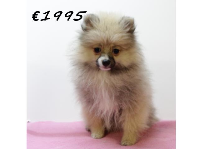 Photo Chiots Poméranien à vendre image 3/6
