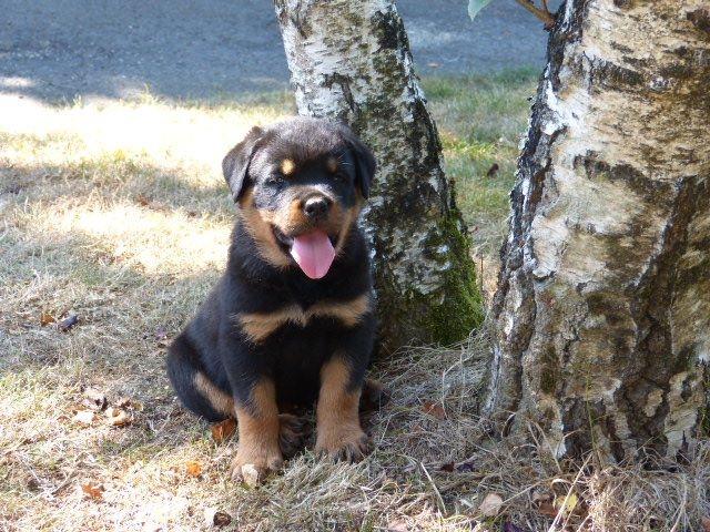 Photo Chiots rottweiler image 3/3