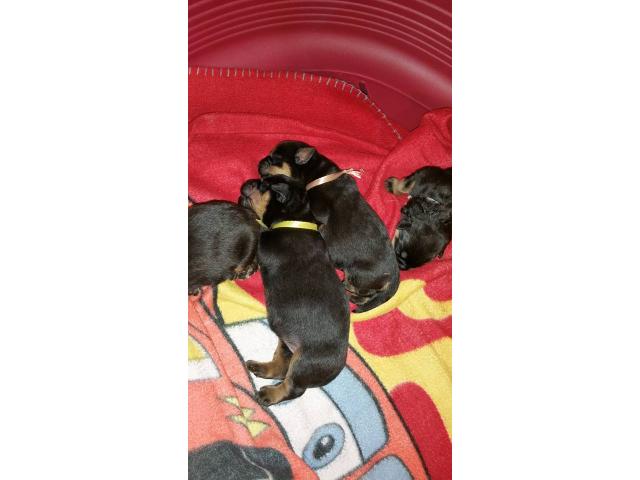 Photo chiots rottweiler image 3/3
