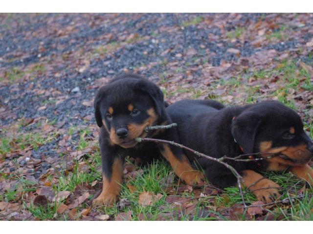 Photo Chiots rottweiler image 3/5