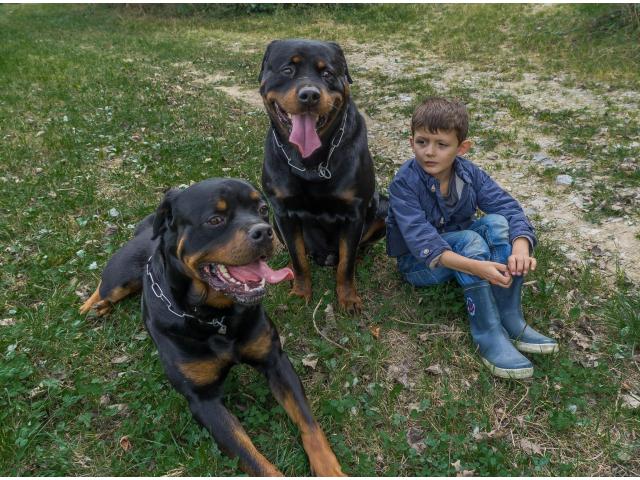 Photo Chiots Rottweiler parents multichampions image 3/6