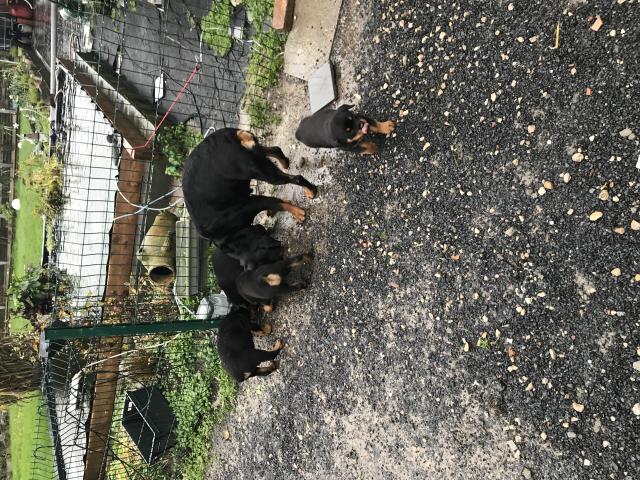 Photo Chiots rottweiller image 3/3