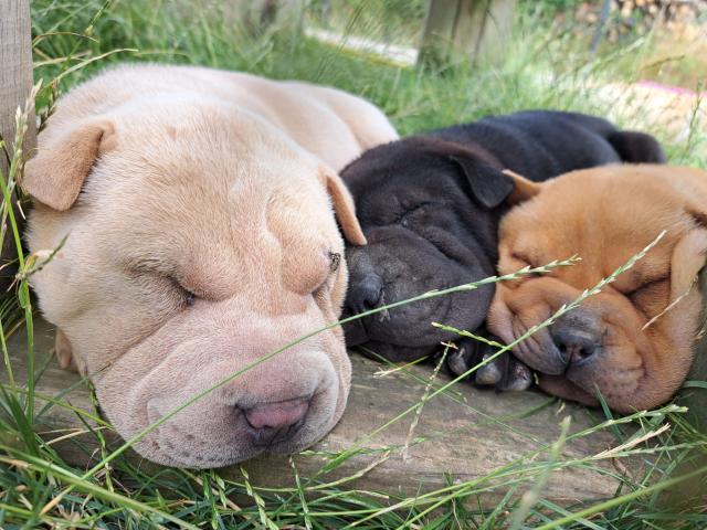 Photo Chiots shar -peïs image 3/5